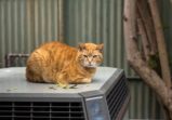 How Pets Can Damage Your HVAC System and What to Do So They Won’t